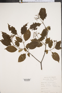 Cornus racemosa image